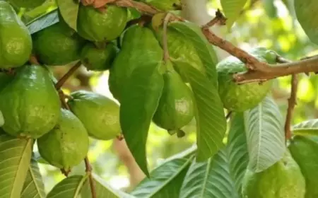 تعرفوا على فوائد الفاكهة الخارقة