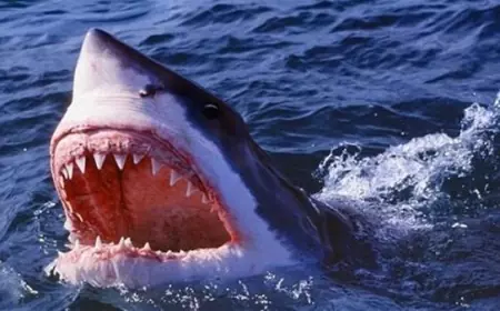 عضة قرش تنهي حياة سائحة