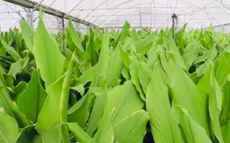 وقف استيراد رايزومات الكركم الطازج