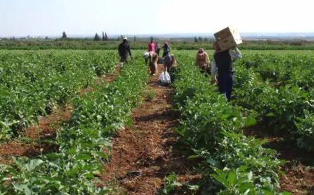 إضافة وحدة جديدة متخصصة في الأمن الغذائي