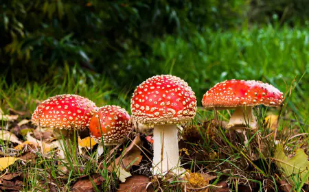 إربد: تسمم 26 شخصا إثر تناولهم للفطر البري