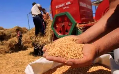 الحكومة للنواب: إطمإنوا مخزون القمح يكفي لـ 10 شهور