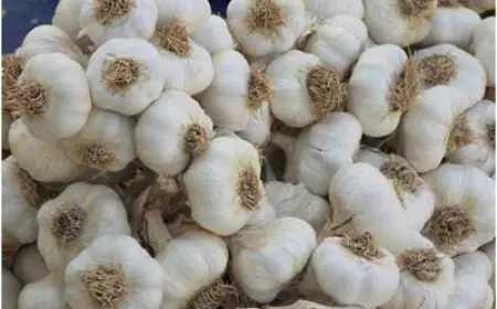 مطالبات باستيراد الثوم