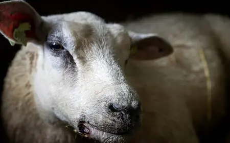 الأردن في مأمن من مرض اللسان الأزرق