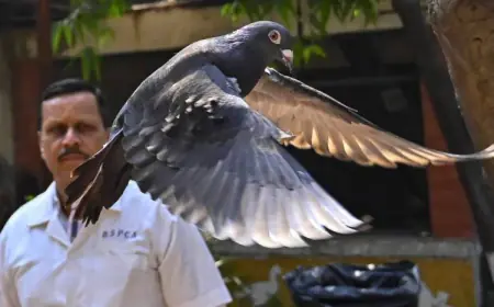 "حمامة" متهمة بالتجسس في الهند