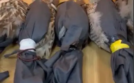 الاردن.. احباط تهريب واحد وعشرين صقر على "حدود العمري"