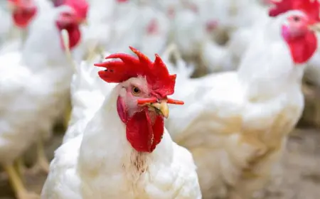 فارس حمودة : إنتاج "850 "ألف دجاجة بشكل يومي في رمضان