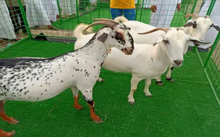 ماعز "البيشي" بنصف مليون ريال سعودي