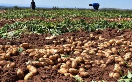 رئيس اتحاد مزارعي وادي الأردن : ارتفاع اسعار البطاطا في شهر رمضان