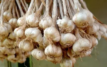 وزارة الزراعة:  هناك فائضا في كمية الثوم المحلي في الاسواق