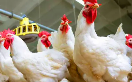 أسعار الدجاج "بالعلالي" قبل رمضان