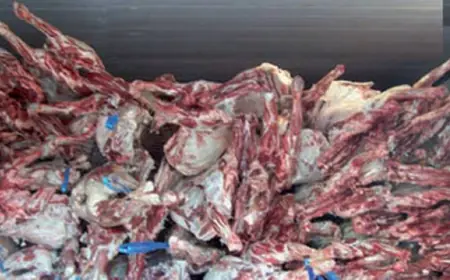 اتلاف 141 كيلوجرام من اللحوم الفاسدة  بالرصيفة