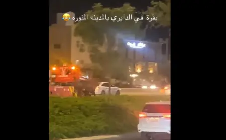 بالفيديو.. ثور هائج في شوارع المدينة المنورة