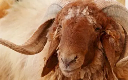 للتصدير للأسواق الخليجية.. اعتماد 5 محاجر بيطرية خاصة