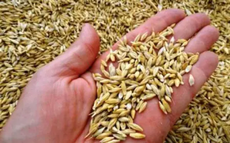 وزارة الصناعة والتجارة  تثبت سعر بيع مادتي الشعير والنخالة