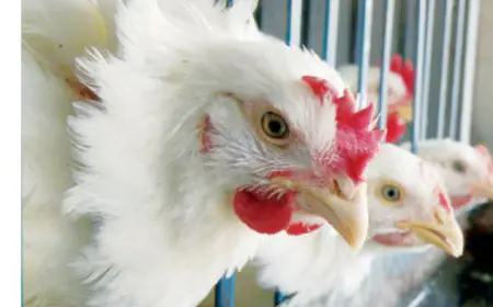 حماية المستهلك تطالب بشمول الدجاج الطازج بقرار السقوف السعرية