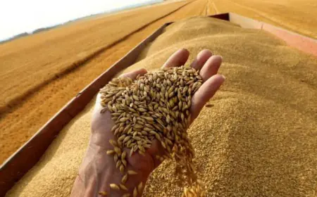 عطاء لشراء 100 ألف طن أو 120 ألف طن من القمح