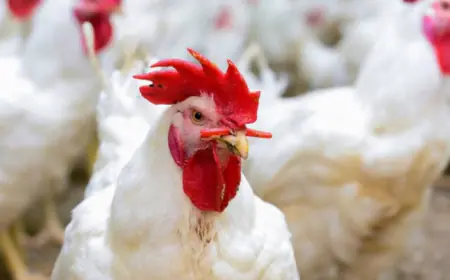 دون قيود.. وزارة الزراعة تفتح باب استيراد الدواجن