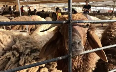 الأمانة تحدد مواقع حظائر بيع وذبح الأضاحي