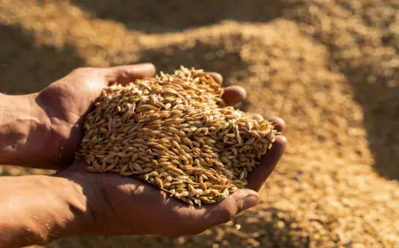 رفع سعر بيع الشعير لمربي الثروة الحيوانية عدا الأغنام 7 دنانير