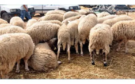 المستهلك تدعو لتشديد الرقابة على أماكن بيع الأضاحي