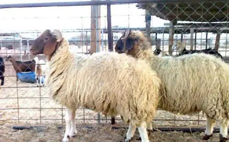 الأمانة : إزالة 133 حظيرة لبيع الأضاحي غير معتمدة منذ الأربعاء الماضي