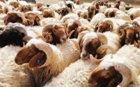 الزراعة: لا صحة لدخول أغنام مصابة بالطاعون للمملكة
