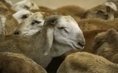 الزراعة: الأردن لا يستورد الأغنام والماعز من اليونان