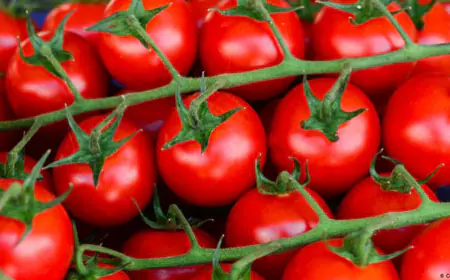 الزراعة: تقييد تصدير البندورة