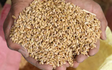 الصناعة والتجارة: طرح عطاء لشراء 120 ألف طن من القمح