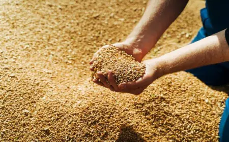 رفع سعر بيع الشعير لجميع مربي الثروة الحيوانية عدا الأغنام