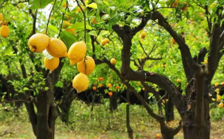 جمعية الحمضيات الاردنية : وزارة الزراعة  لم تلتزم  بالاتفاقية.. ووقفة احتجاجية الأحد