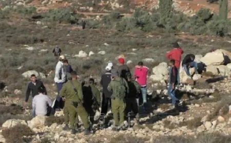 مسؤول أممي: يجب أن يتمتع المزارعون الفلسطينيون بالوصول الآمن إلى بساتينهم