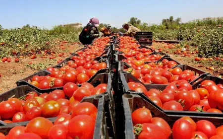 خبر سار  للمزارعين (التفاصيل)