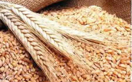 طرح عطاء لشراء ما لا يقل عن 100 ألف طن قمح