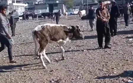بقرة بـ 3 أرجل في العراق.. ما قصتها؟
