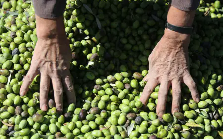 مهرجان الزيتون الـ 24 ينطلق اليوم