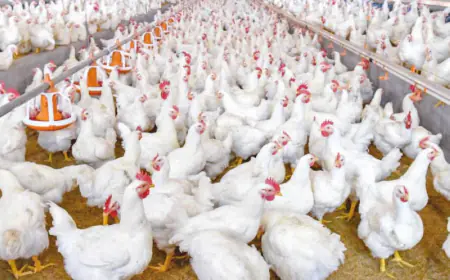 وزير الزراعة : تقديم خطة  لضمان استقرار أسعار الدجاج خلال أيام