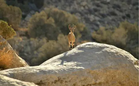 كيفية استغلال النحاس في محمية ضانا على طاولة النواب اليوم