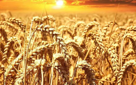 الفرجات يكتب: أمام عاصفة ترامب هذا ما يجب أن نفعله لنصمد إقتصاديا !