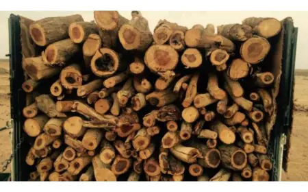 ضبط أكبر عمليات التحطيب غير القانوني في محافظة عجلون