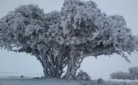 تأخير دوام المدارس في لواء الشوبك والقادسية في لواء بصيرا الأحد