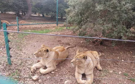 جرش: 31735 زائرا لمحمية المأوى العام الماضي