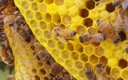 اتحاد المزارعين: عدد النحالين المسجلين 3 آلاف