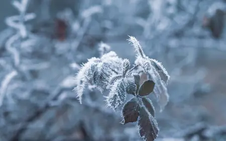 العربي للمناخ: كتلة هوائية قطبية المنشأ نهاية الأسبوع المقبل