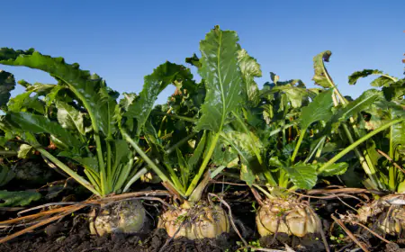 الحنيفات: مشروع زراعة الشمندر السكري سيوفر  قرابة 5 آلاف فرصة عمل