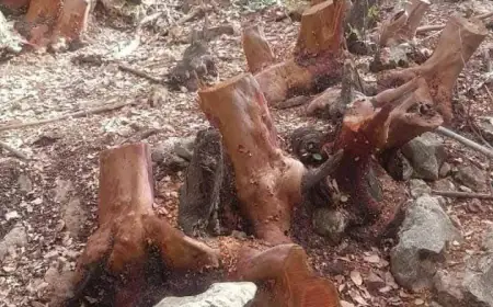 القبض على معتد بحقه 30 ضبطاً حرجياً في عجلون