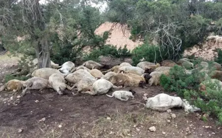 نفوق أغنام جراء صاعقة رعدية في الكرك