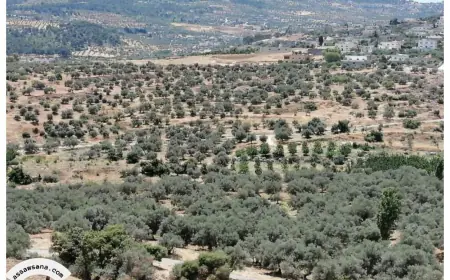 الأمن يضبط شخصين اعتديا على الأشجار الحرجية في جرش