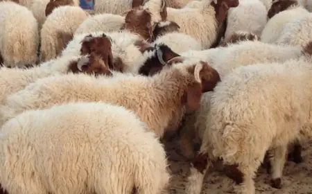 بلدية إربد الكبرى تحدد أماكن ذبح الأضاحي